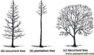 Arbre excurrent vs. arbre dcurrent