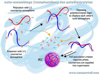 Auto-assemblage des polylectrolytes par complexation