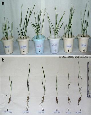 Bactrisation de plantes