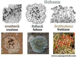 Lichens de type : crustac, foliac et fruticuleux