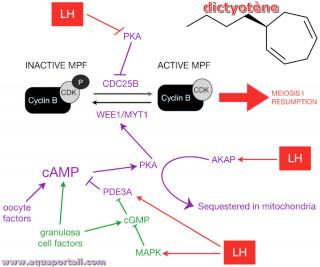 dictyotne