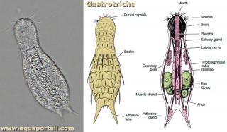 Gastrotriches