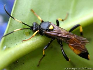Insecte trbrant Ichneumonini