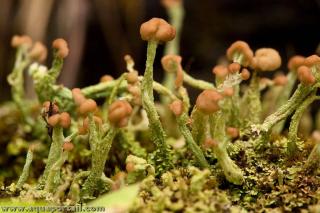 Lichen turban fruticuleux Cladonia peziziformis