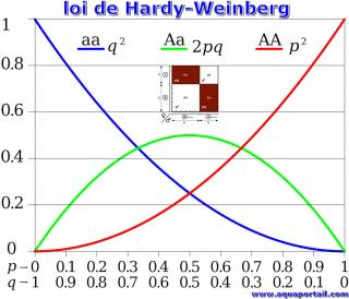 Loi d'quilibre de Hardy-Weinberg