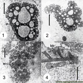 mastigosome