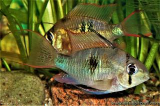 Pareja de Mikrogeophagus maculicauda