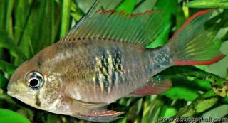 Hembra de Mikrogeophagus maculicauda