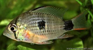 Mikrogeophagus maculicauda subadulto