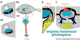 organe lumineux