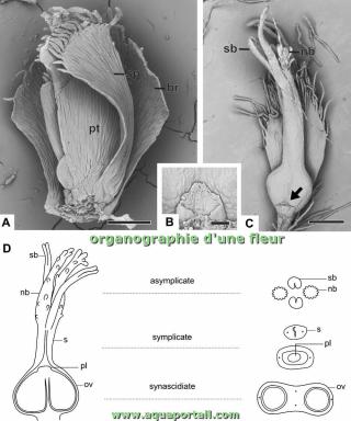 organographie