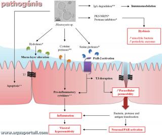 pathognie