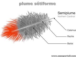 stiforme