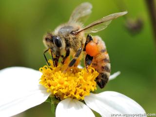 pollinivore
