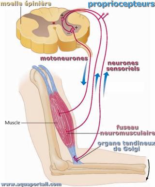 propriocepteur