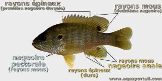 Rayons mous et pineux d'un poisson