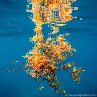 Sargazo de hojas estrechas, Sargassum natans