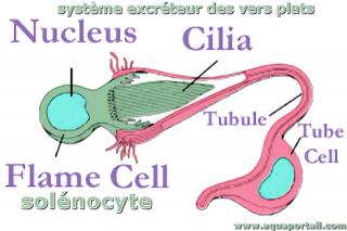 Solnocyte de vers