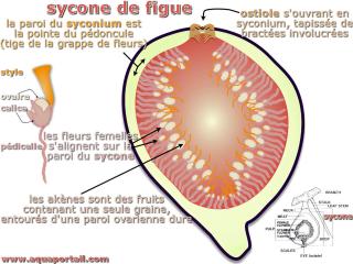 sycone
