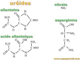 Urides (allantone et acide allantoque), nitrate et asparagine