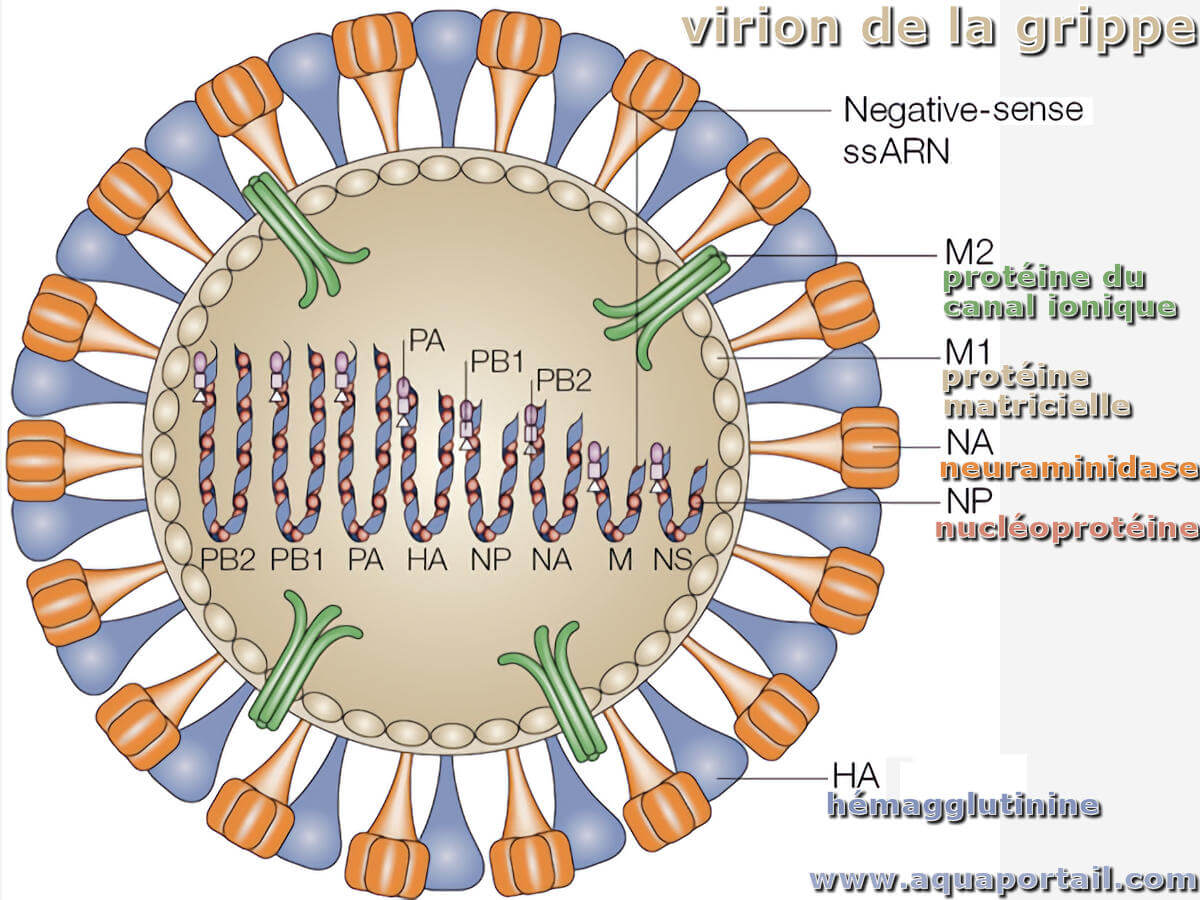 Virion définition et explications