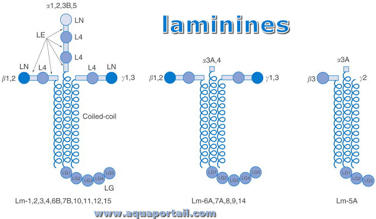 laminine