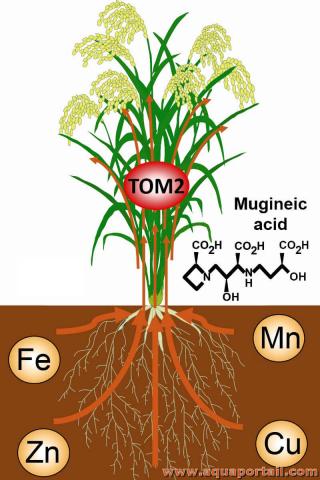 Acide muginique et plantes