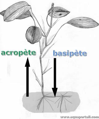 Croissance acropte vs. basipte