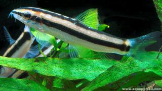Ambastaia nigrolineata en acuario plantado