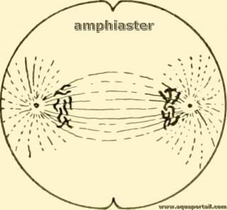 Amphiaster