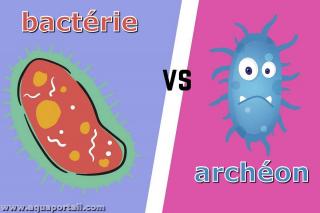 archon