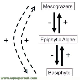 basophyte
