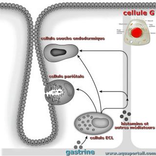 Cellules G de la gastrine