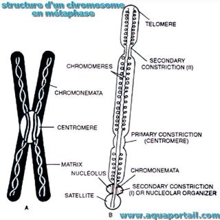 chromonme