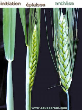 piaison