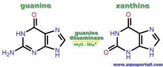 dsaminase