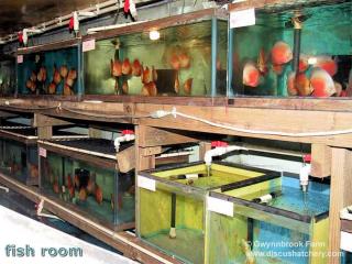 Fish-Room d'un leveur de poissons (Discus)