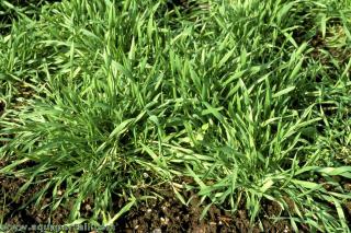 Engrais vert avec une plante