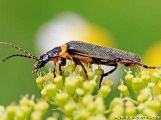 Entomophilie : pollinisation par Chauliognathus lugubris