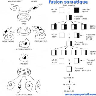fusion somatique