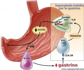 gastrine
