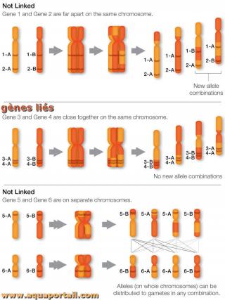 gnes lis