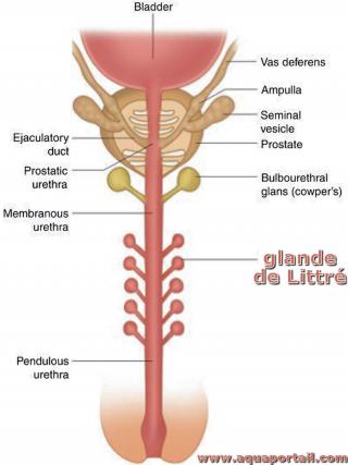 Glande de Littr urtrale