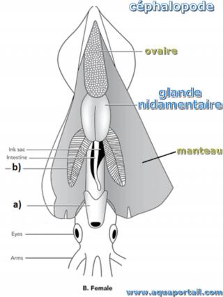 Glande nidamentaire d'un cphalopode