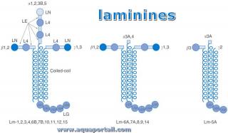 Structure gnrale des laminines
