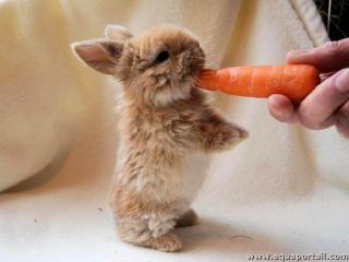 Lguminivore : un lapin carotivore qui mange une carotte