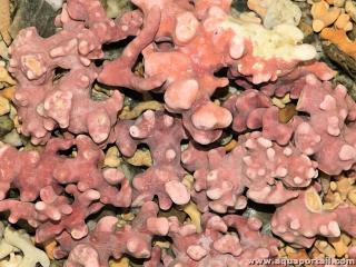 Lithothamne Phymatolithon calcareum