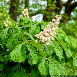 Arbre neutrocline : un marronnier