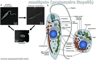 Mastigote (anatomie) et phases promastigote et amastigote de Leishmania