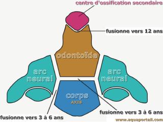 odontode